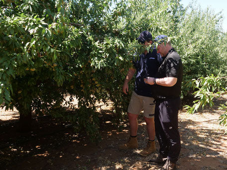 Which countries do our almonds come from?